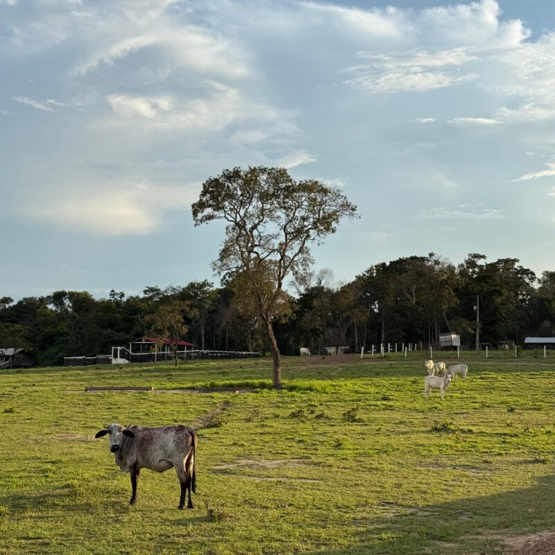 FAZENDA À VENDA – REGIÃO DO BONFIM/RR – 1.000 HECTARES