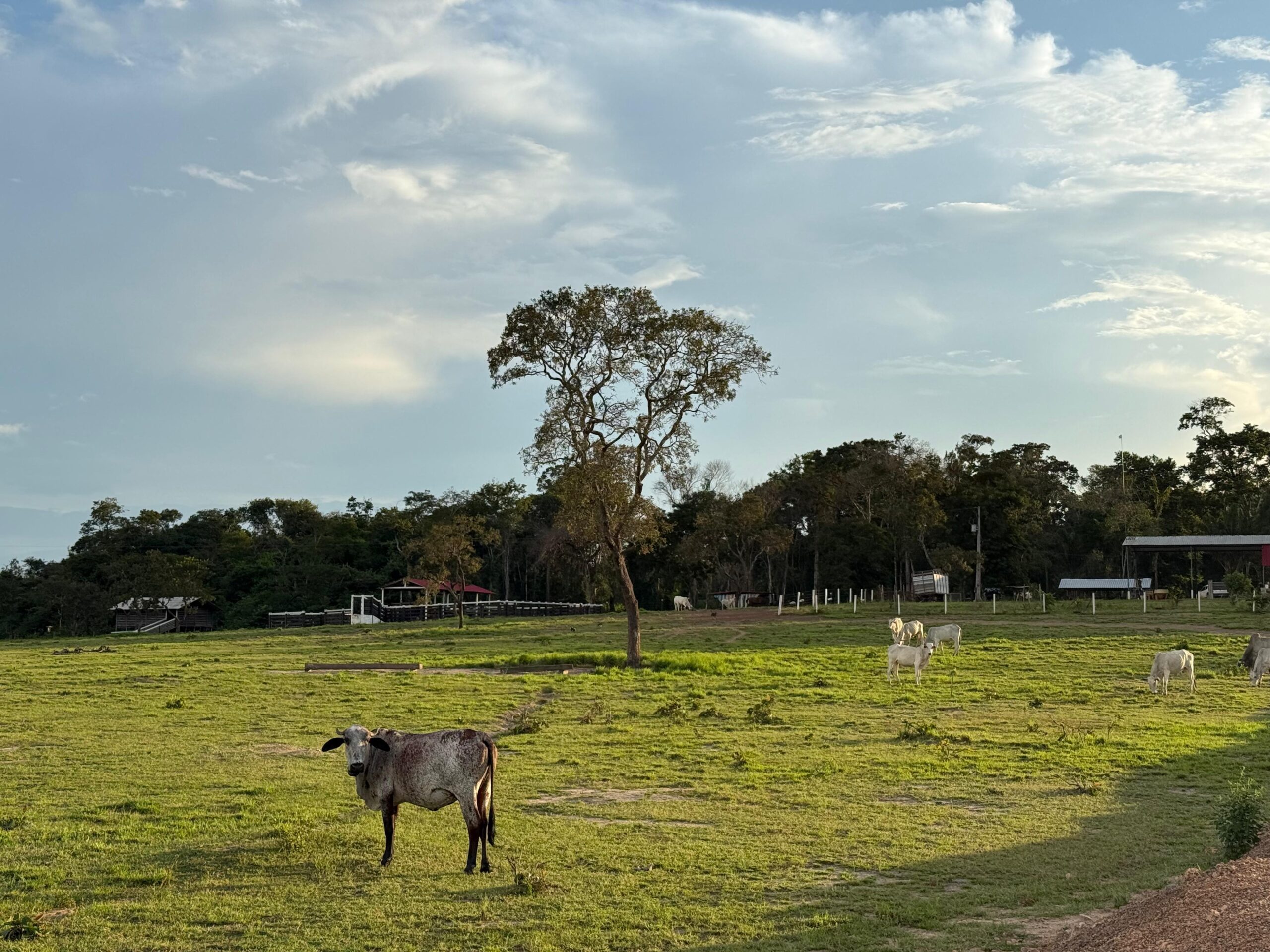 FAZENDA À VENDA – REGIÃO DO BONFIM/RR – 1.000 HECTARES