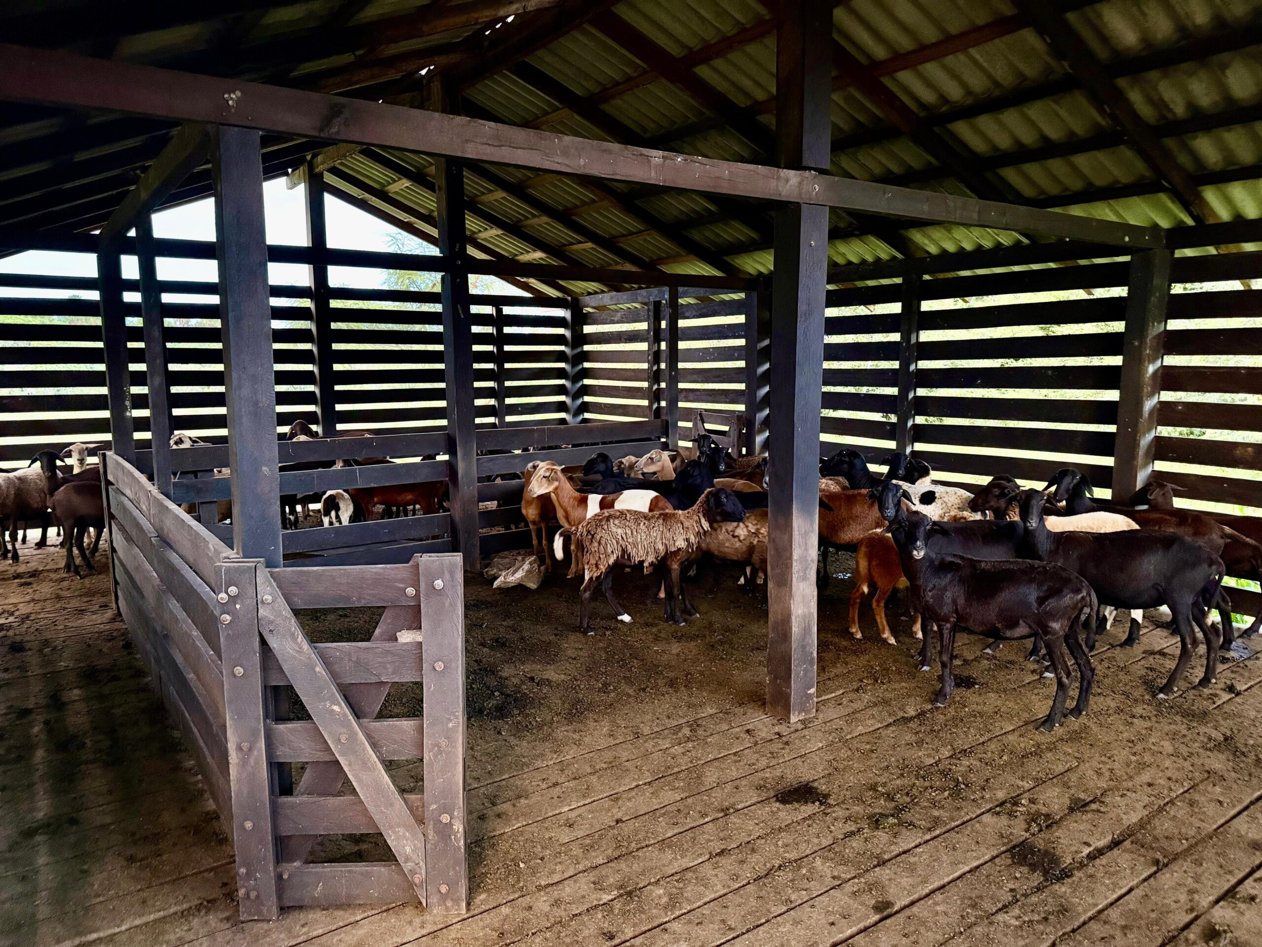 FAZENDA À VENDA – REGIÃO DO BONFIM/RR – 1.000 HECTARES - Imagem 5